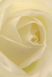 You're drawn straight to the peaceful heart of this cream-white rose-its delicately outward-curving petals both sheltering and uplifting, much like finding a hidden oasis in Uxbridge's bustling centre. The petals unfurl in a soft spiral, their matte texture reminiscent of morning mist rising over Rockingham Park. Interplay of light and shadow adds a quiet drama, bringing depth and movement to the bloom while evoking calm-whether it's the hush before guests arrive at a celebration or the solemnity of a moment of remembrance. As an Uxbridge florist, it's easy to see why such roses are the preferred choice for expressing empathy, admiration, or hope, their fragrance barely there, yet capable of filling any room with gentle reassurance. The flawless construction of the bloom, each petal layered with intention and care, speaks of dedicated artistry and a sensitivity to life's most meaningful occasions. For anyone in Uxbridge seeking a heartfelt gesture, this rose is a symbol of the enduring beauty and compassion that define our community.